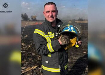 Хвилинка доброти: вогнеборці Дніпропетровщини врятували зайченя під час гасіння пожежі в екосиситемі