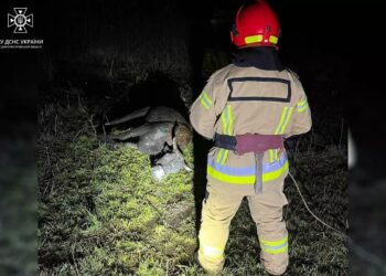 У Новомосковському районі визволили корову, яка застрягла у багнюці