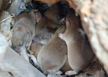 У Кривому Розі червонокнижні гризуни оселилися на дачі