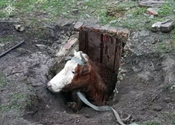 Хвилинка добра: у Кривому Розі співробітники ДСНС визволили корову з пастки