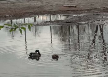 У Дніпрі на Сонячному “озеро” посеред дороги облюбували качечки