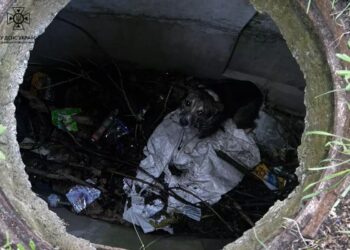 Хвилинка добра: у Дніпрі надзвичайники допомогли безпорадному чотирилапому
