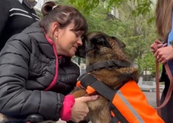 У Мережі показали зворушливе відео першої зустрічі на лікарняному подвір’ї пораненої кінологині Лариси Борисенко та її вірного пошукового пса Спаркі
