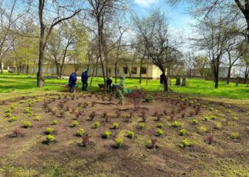 У парку Придніпровська викрали тільки-но висаджені кущі барбариса