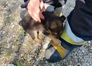 Хвилинка добра: у Дніпрі надзвичайники врятували з пастки цуценя
