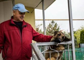 У Дніпрі вівчарка врятувала своїх господарів від ворожої ракети