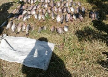 Операція «Нерест»: на Нікопольщині у  браконьєра конфіскували 80 рибин