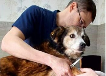 Песик з Кривого Рогу вижив під час ракетної атаки та пожежі у ветклініці Дніпра
