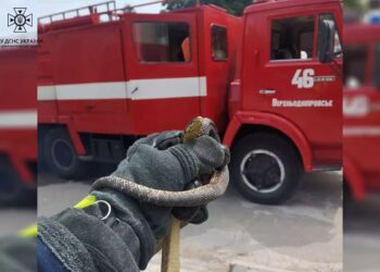 Змія навідалася до продуктового магазину у Верхньодніпровську
