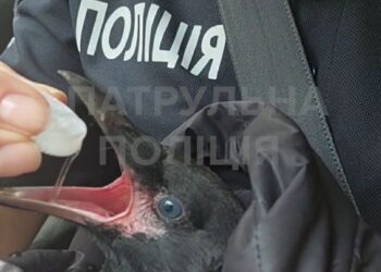 У Дніпрі патрульні врятували з-під автівки травмоване вороненя (ВІДЕО)