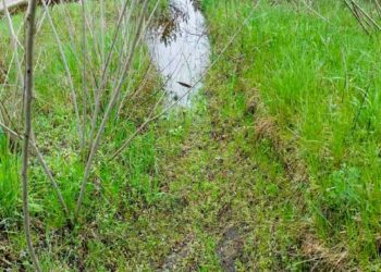 Ліси Дніпропетровщини постраждали від весняного водопілля