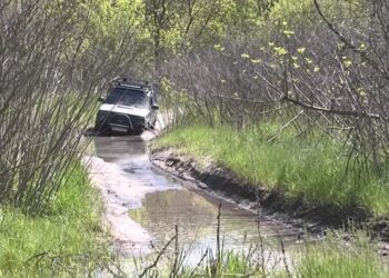 У Новокодацькому лісництві через повінь постраждало майже 25 гектарів молодих сосен