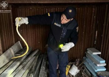 У Дніпровському районі змія налякала господарів будинку