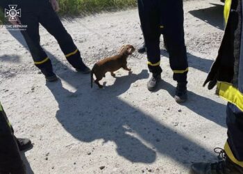 Хвилинка добра: у Дніпрі визволили собачку з 2-метрового люку