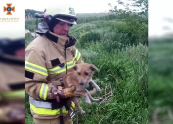 Хвилинка добра: у Синельниківському районі із сміттєвої ями дістали чотирилапу