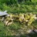 У Дніпрі затримали браконьєрів, які наловили на 150 тисяч гривень