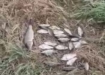 На Дніпропетровщині зловили порушника, який рибалив забороненим знаряддям
