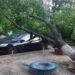 У Дніпрі дерево впало на три автівки