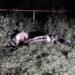 У парку Синельниківського району потонув хлопчик