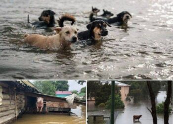 У зоопарку Нової Каховки внаслідок підриву ГЕС загинули усі тварини: мешканців Херсонщини закликають рятувати домашніх улюбленців