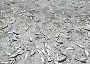 Збитки від загибелі біоресурсів внаслідок руйнування Каховської ГЕС можуть сягнути до 10,5 млрд гривень