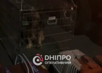 Вчора ввечері у центрі Дніпра містяни розбирали евакуйованих із Херсонщини тварин (ВІДЕО)