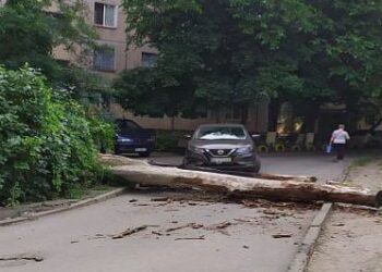 У Кривому Розі посеред двору впало дерево
