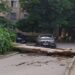 У Кривому Розі посеред двору впало дерево