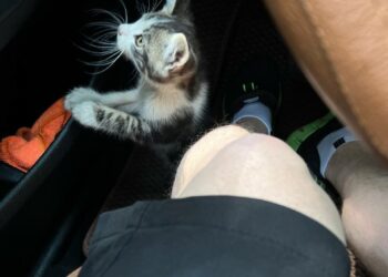 Хвилинка доброти: у Дніпрі врятували котика, який сховався у моторному відсіку автівки
