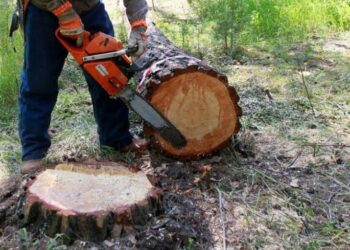 У лісництві Новомосковського району затримали “чорних” лісорубів
