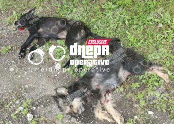 У Дніпрі невідомі розстріляли трьох собак