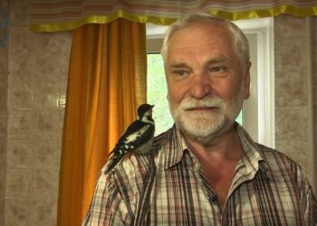 Слухає Bésame mucho, полюбляє сир і скрізь ходить за своїм рятівником. Історія врятованого дятла