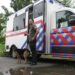 У Дніпрі працює спеціальний автомобіль для стерилізації безпородніх хатніх собак