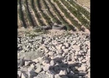 Поблизу Нікополя дно Каховського водосховища засіяли картоплею (відео)