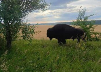 На полях Дніпропетровщини зустріли бізона-велетня