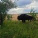 На полях Дніпропетровщини зустріли бізона-велетня