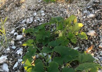 Поблизу Нікополя слідом за картоплею на дні Каховського водосховища висадили кабачки