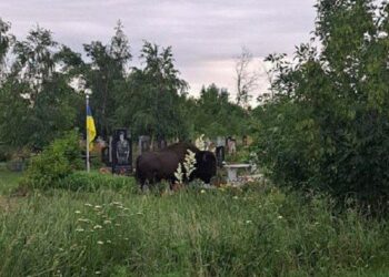 На кладовищі Павлоградського району зафільмували зубра, який поїдав гілки туї на могилі загиблого бійця