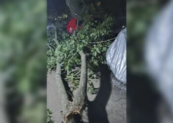 У Дніпрі дерево впало на три припарковані автівки