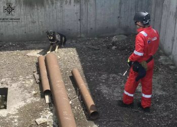 У Дніпрі з котловану визволили собаку