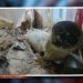 Наслідки ворожих обстрілів Дніпропетровської області