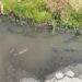 У Павлограді стався розбійний напад на родину