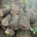 На Синельниківщині “чорні” лісоруби напиляли лісу на 100 тисяч гривень
