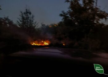 Через ворожі обстріли в Марганецькому лісництві вигоріло понад 15 гектарів