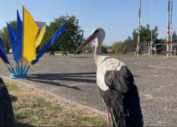 Упізнали лелеку, який “тусив” з дітлахами у Перещепинській громаді: продовження історії