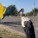 Упізнали лелеку, який “тусив” з дітлахами у Перещепинській громаді: продовження історії