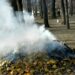 Дніпрян закликають повідомляти про підпалювачів сухого листя