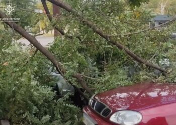 У Дніпрі на припарковані автівки впало дерево