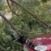 У Дніпрі на припарковані автівки впало дерево