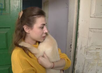 Вигодовує з піпетки: У Дніпрі волонтерка створила міні притулок та рятує тварин з зони бойових дій